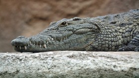 First Crocodile Virgin Birth Reported in Costa Rica Zoo, Stillbirth DNA at 99.9% Match