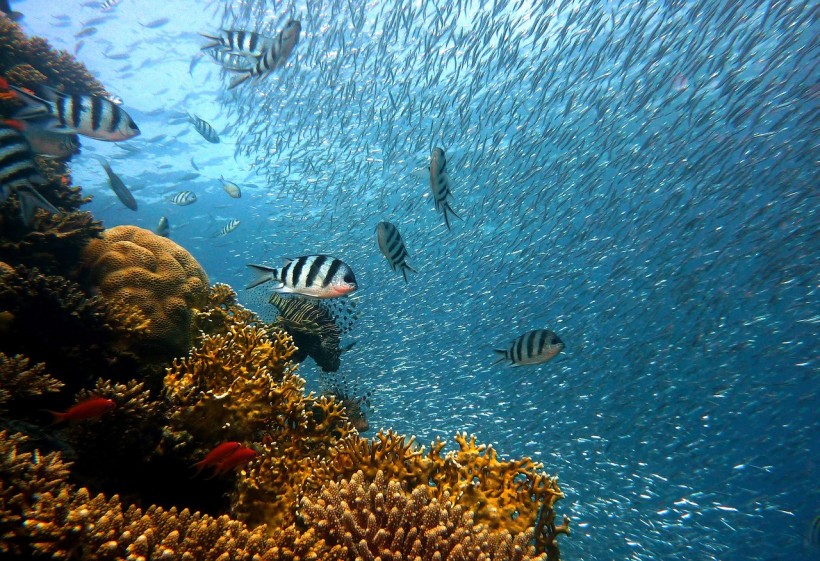 Coral Reef Disease