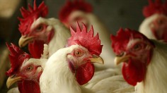 Indonesian Poultry Industry Threatened By Avian Flu