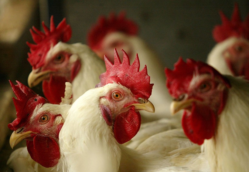 Indonesian Poultry Industry Threatened By Avian Flu
