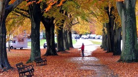 Beech Tree Profile: Uses, Threats, Conservation Info for Budding Tree Experts