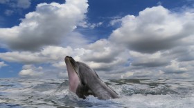 Bottlenose Dolphin Killings