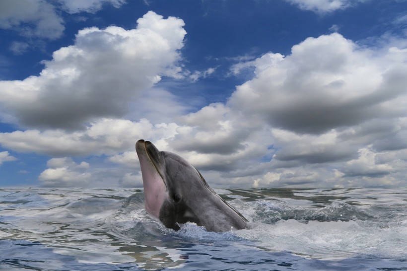Bottlenose Dolphin Killings