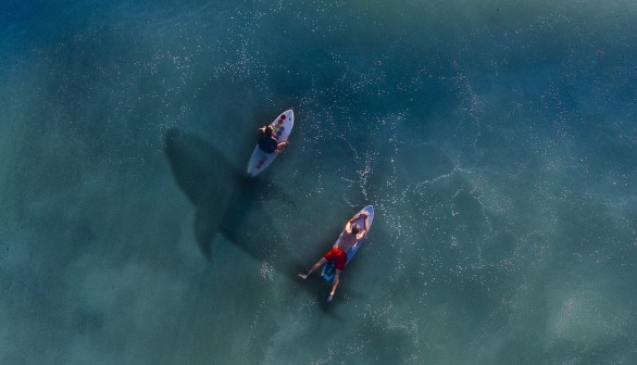 Great White Shark Encounter