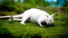 10 Rarest Albino Animals in the World