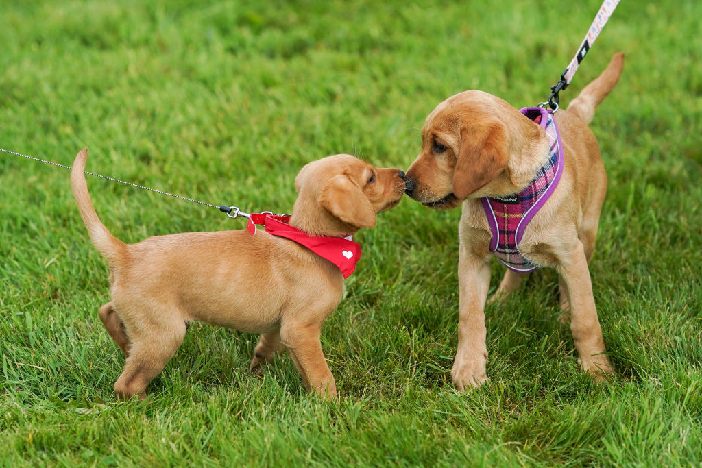 do dogs help lower blood pressure