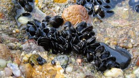 Blue Mussels Cover Microplastics with Poop Making Oceans Cleaner
