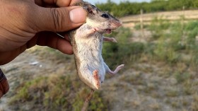 Carnivorous Howling Werewolf Mouse Among 7 Elusive Species Found in Kansas on Wildlife Survey