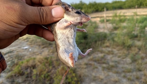 Carnivorous Howling Werewolf Mouse Among 7 Elusive Species Found in Kansas on Wildlife Survey