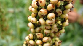 Sorghum: Cereal Plant Resilient to Climate Change Could Replace Rice in Indonesia