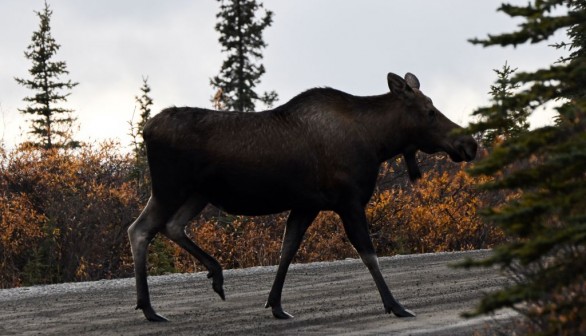 First Rabid Moose in Alaska Euthanized After Charging at People; Necropsy Detects Arctic Fox Variant