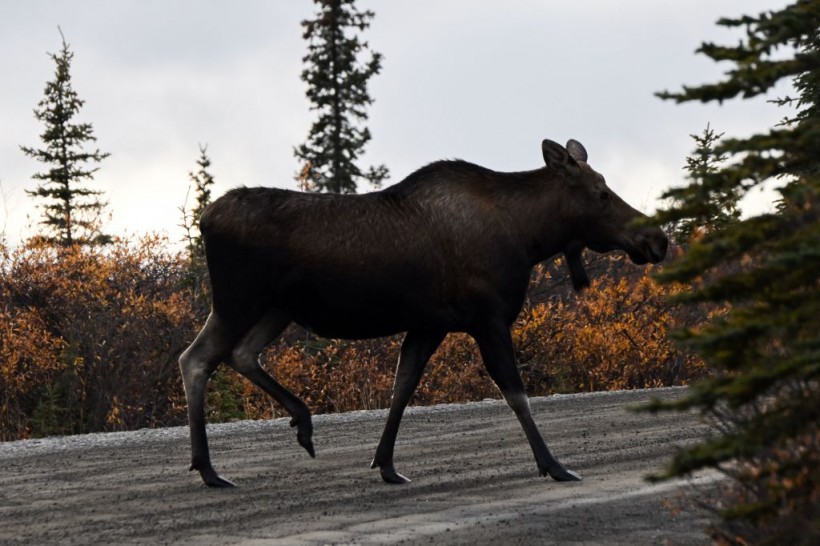 First Rabid Moose in Alaska Euthanized After Charging at People; Necropsy Detects Arctic Fox Variant