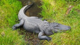 Alligator Pit
