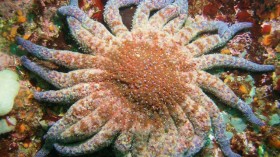 25 Critically Endangered Sunflower Sea Stars Found on Oregon Coasts, Officials Hopeful for Species Recovery