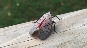 Robot Death Machine Battles Invasive Spotted Lanternflies by Scrubbing Off Eggs in Pittsburgh