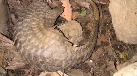 Pangolin