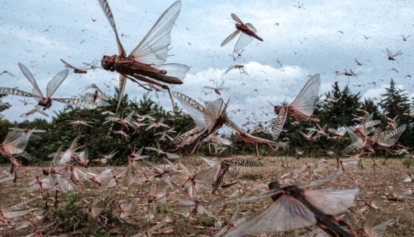 TOPSHOT-KENYA-AGRICULTURE-LIVESTOCK-CLIMATE-LOCUSTS