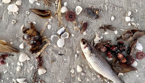 Dead Fish Texas Gulf Coast