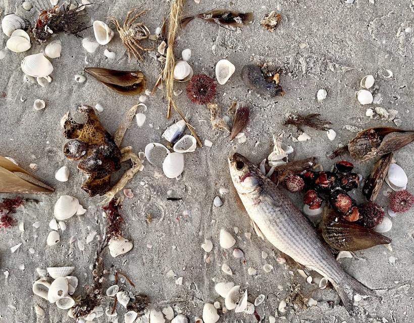 Dead Fish Texas Gulf Coast