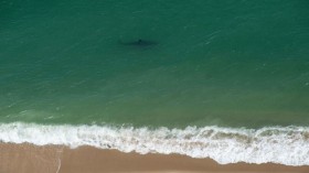 Juvenile Great White Sharks Can Share Swimming Space With Humans Without Attacking, Study Shows