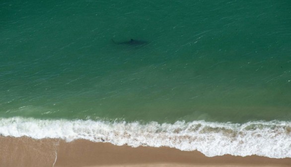 Juvenile Great White Sharks Can Share Swimming Space With Humans Without Attacking, Study Shows