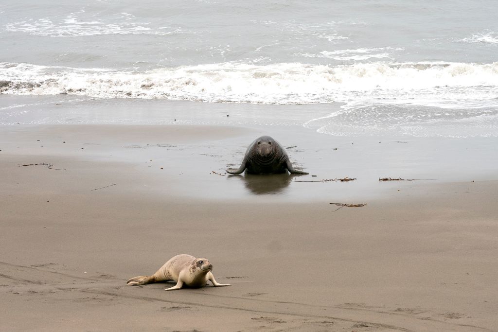 Man caught illegally petting sea lion pup in La Jolla