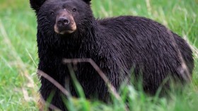 More Yellowstone Wildlife Being Harassed by Visitors, Officials Hunt Offenders as Park Posts Rules Again