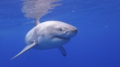 Top 5 Largest Great White Sharks Spotted Off US Coasts