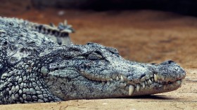Crocodile Decapitations