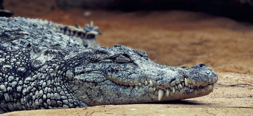 Crocodile Decapitations