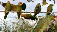 Non-Native Parrots in Los Angeles From Illegal Pet Trade Increases to 9 Species