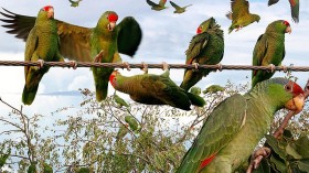 Non-Native Parrots in Los Angeles From Illegal Pet Trade Increases to 9 Species