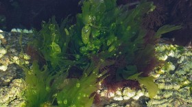 Baltic Sea and Skagerak Harbor Potential Sustainable Food Source: 20 New Species of Sea Lettuce