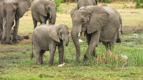 Houston Zoo Elephants