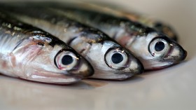 Anchovies