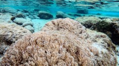 VENEZUELA-ENVIRONMENT-CORAL-UNOMIA-STOLONIFERA