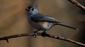 US-HEALTH-VIRUS-LIFESTYLE-NEWYORK-BIRDS