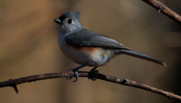 US-HEALTH-VIRUS-LIFESTYLE-NEWYORK-BIRDS