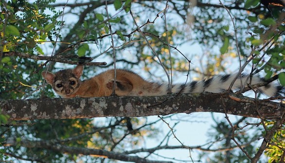 Rescued Ringtail with Bad Temper Turns Aggressive Towards Rescuer