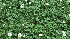 5 Reasons Why More Home Gardens Now Feature a Clover Lawn