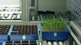 Why Plant Phenotyping System is the Future of Agriculture?