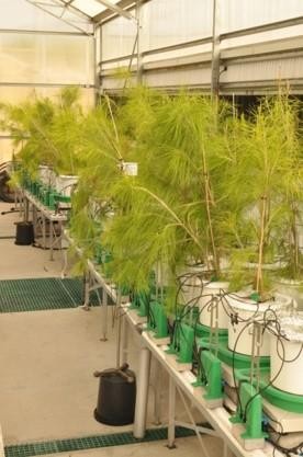 Why Plant Phenotyping System is the Future of Agriculture?