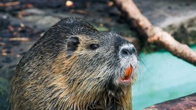 Invasive Swamp Rat Nutria Sightings Reported in Sacramento County, Officials Warn Million-Dollar Damages