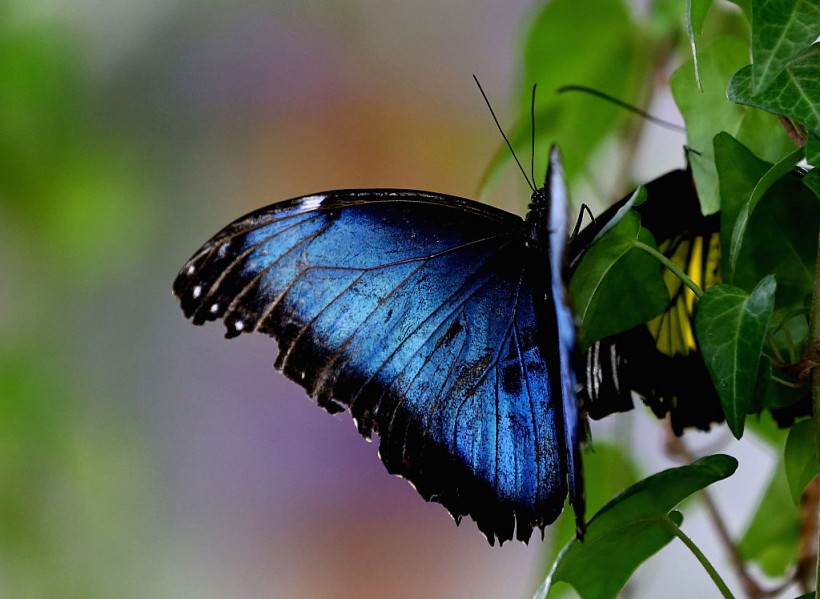 General Views of Dubai Butterfly Garden