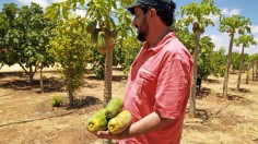 LIBYA-AGRICULTURE