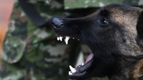 COLOMBIA-ARMY-DOGS-TRAINING