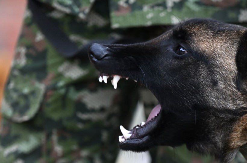 COLOMBIA-ARMY-DOGS-TRAINING