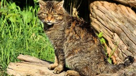 'Functionally Extinct' Scottish Wildcats Reintroduced to Wilderness in Attempt to Recover From Breeding With Feral Cats — Cairngorms, Scotland