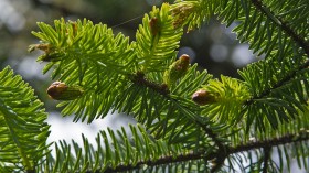 Sitka Spruce Growing on Britain's Third Highest Mountain Signals Possible Recovery of Centuries-Old Habitat Loss, Scientists Say