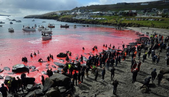 Faroe Islands Hunt 'Grindadráp' Continues with Bloody Shores from Over 500 Dolphins Slaughtered